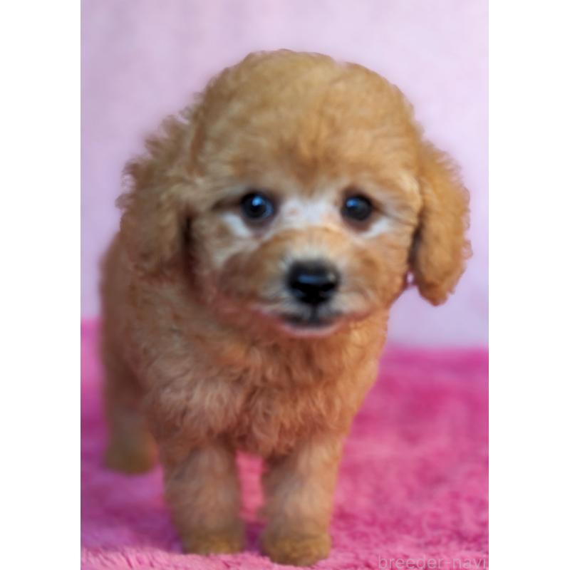 販売中の静岡県のトイプードル-424108の6枚目