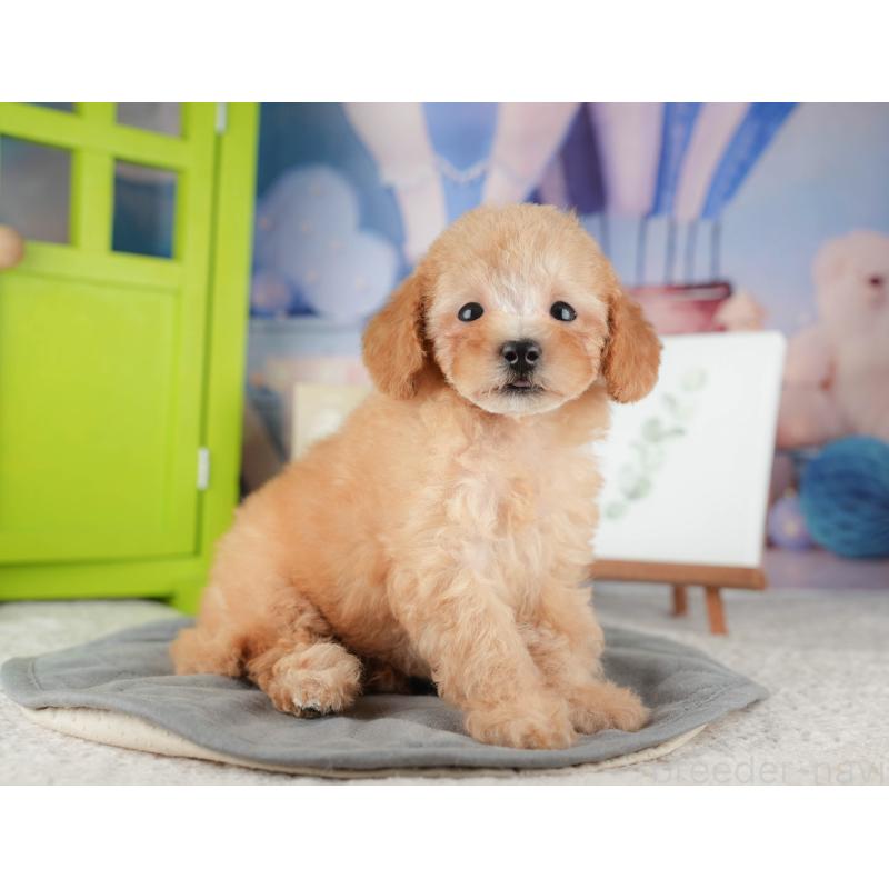 販売中ののトイプードル-424275