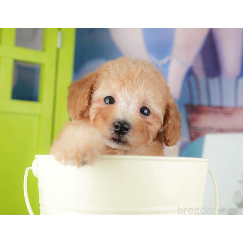 販売中の千葉県のトイプードル-424275の11枚目