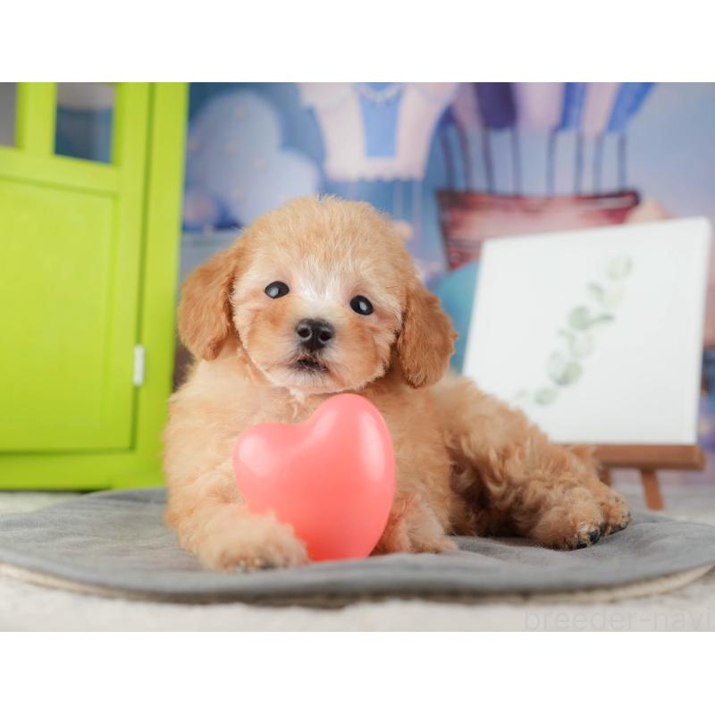 販売中の千葉県のトイプードル-424275の10枚目