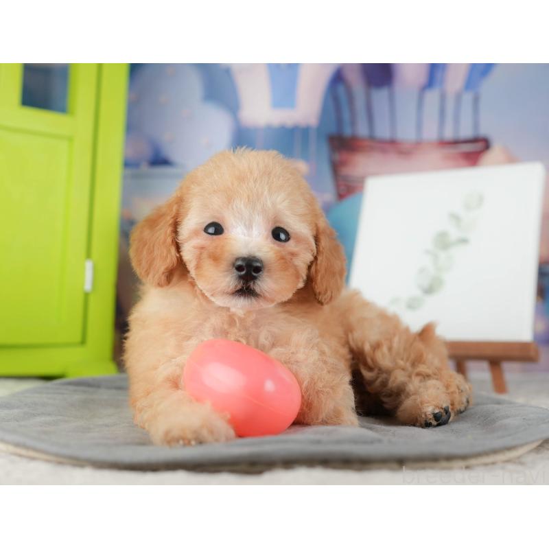 販売中の千葉県のトイプードル-424275の9枚目