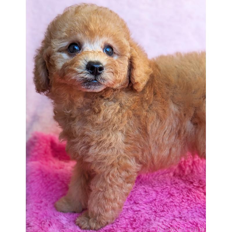 販売中の静岡県のトイプードル-424108の5枚目