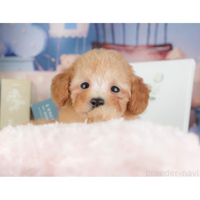 販売中の千葉県のトイプードル-424275の8枚目