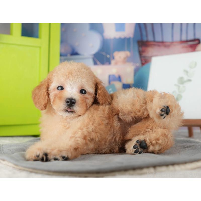 販売中の千葉県のトイプードル-424275の7枚目