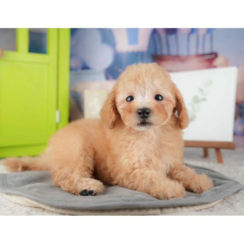 販売中の千葉県のトイプードル-424275の6枚目