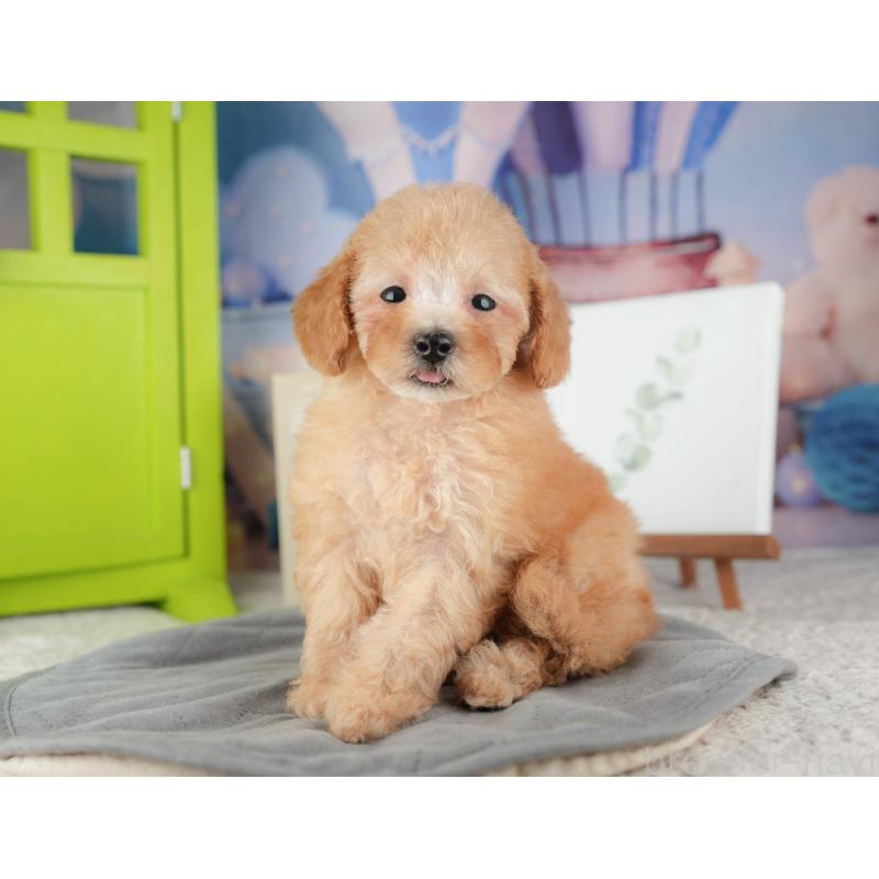 販売中の千葉県のトイプードル-424275の5枚目