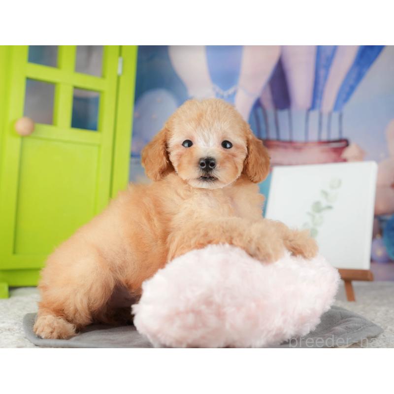 販売中の千葉県のトイプードル-424275の4枚目