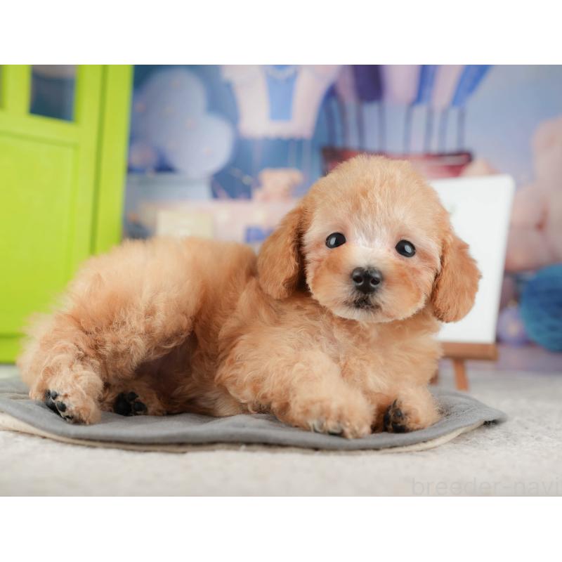 販売中の千葉県のトイプードル-424275の3枚目