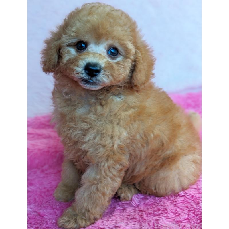 販売中の静岡県のトイプードル-424108の4枚目