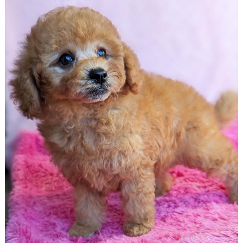 販売中の静岡県のトイプードル-424108の3枚目