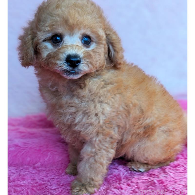 販売中の静岡県のトイプードル-424108の2枚目