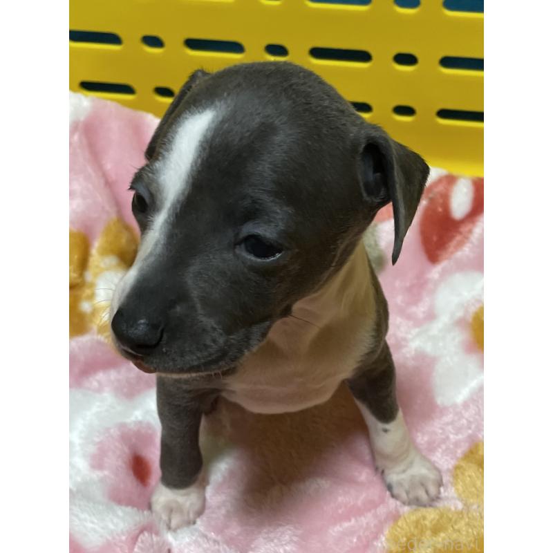 販売中の静岡県のイタリアングレーハウンド(イタグレ)-424109の7枚目