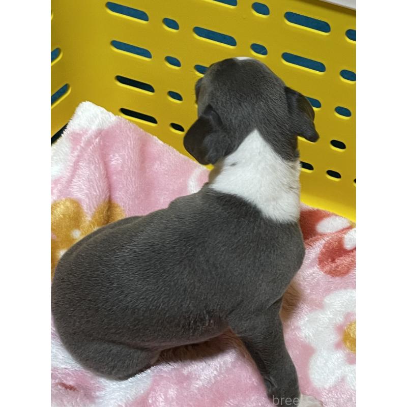 販売中の静岡県のイタリアングレーハウンド(イタグレ)-424109の6枚目