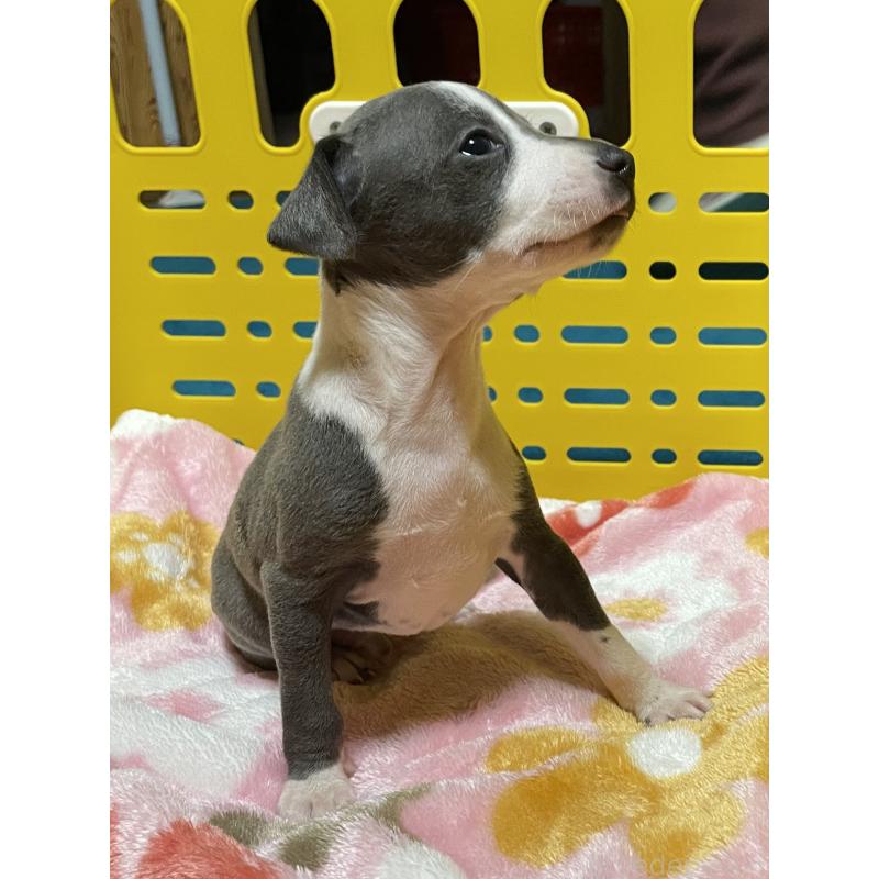 販売中の静岡県のイタリアングレーハウンド(イタグレ)-424109の5枚目