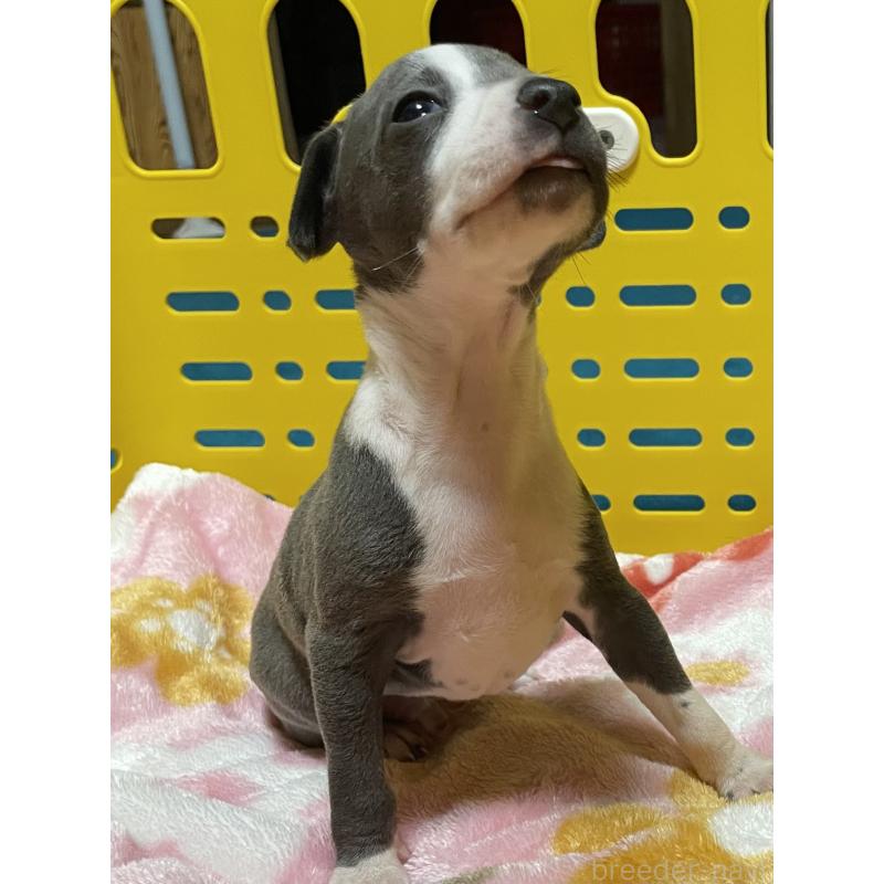 販売中の静岡県のイタリアングレーハウンド(イタグレ)-424109の4枚目