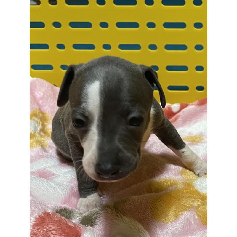 販売中の静岡県のイタリアングレーハウンド(イタグレ)-424109の3枚目