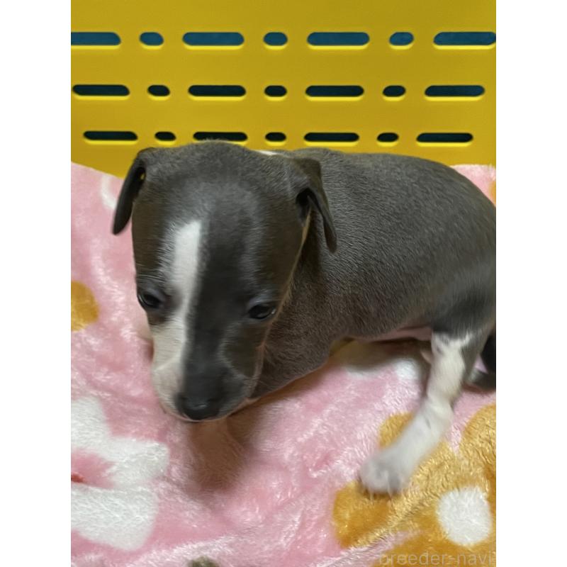 販売中の静岡県のイタリアングレーハウンド(イタグレ)-424109の2枚目