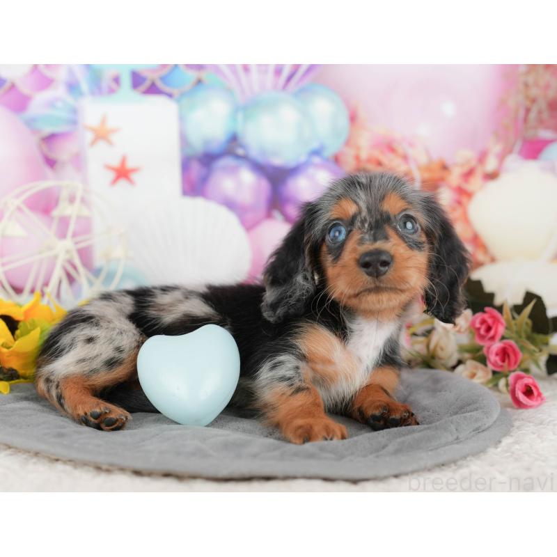 販売中の千葉県のミニチュアダックスフンド(ロングヘアード)-424274の11枚目