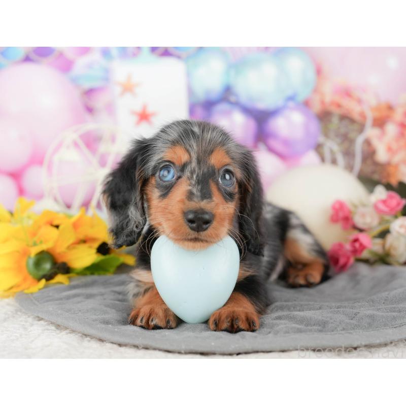 販売中の千葉県のミニチュアダックスフンド(ロングヘアード)-424274の9枚目