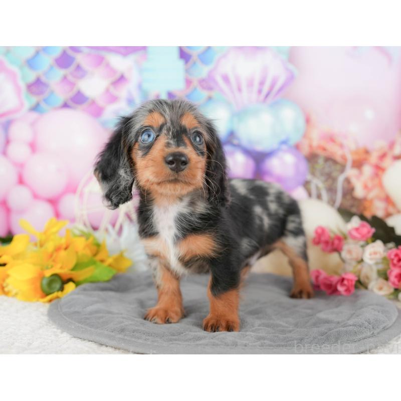 販売中の千葉県のミニチュアダックスフンド(ロングヘアード)-424274の7枚目