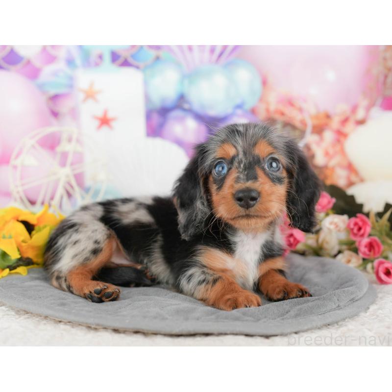 販売中の千葉県のミニチュアダックスフンド(ロングヘアード)-424274の5枚目