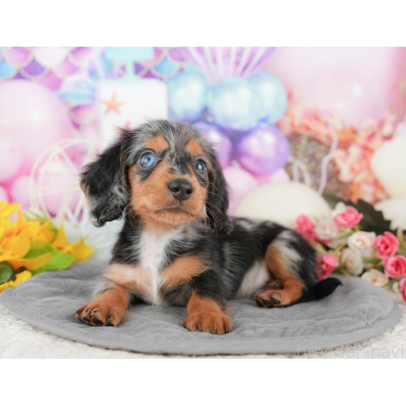 販売中の千葉県のミニチュアダックスフンド(ロングヘアード)-424274の3枚目