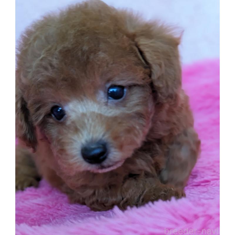 販売中の静岡県のトイプードル-424110の10枚目