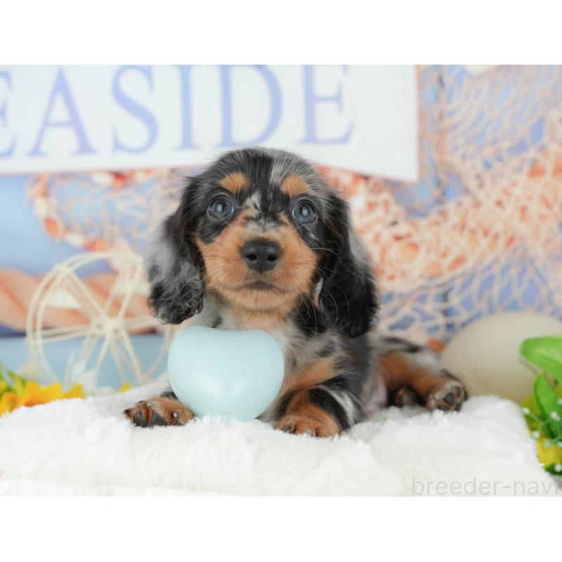 販売中の千葉県のミニチュアダックスフンド(ロングヘアード)-424273