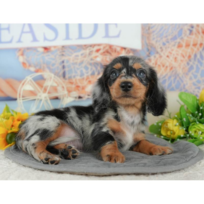 販売中の千葉県のミニチュアダックスフンド(ロングヘアード)-424273の11枚目