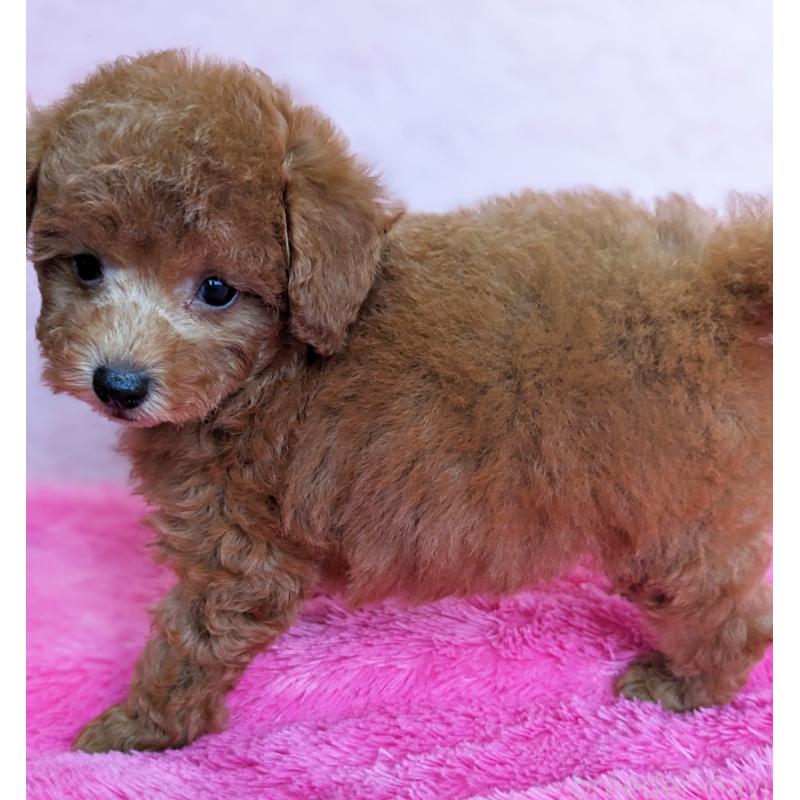 販売中の静岡県のトイプードル-424110の9枚目