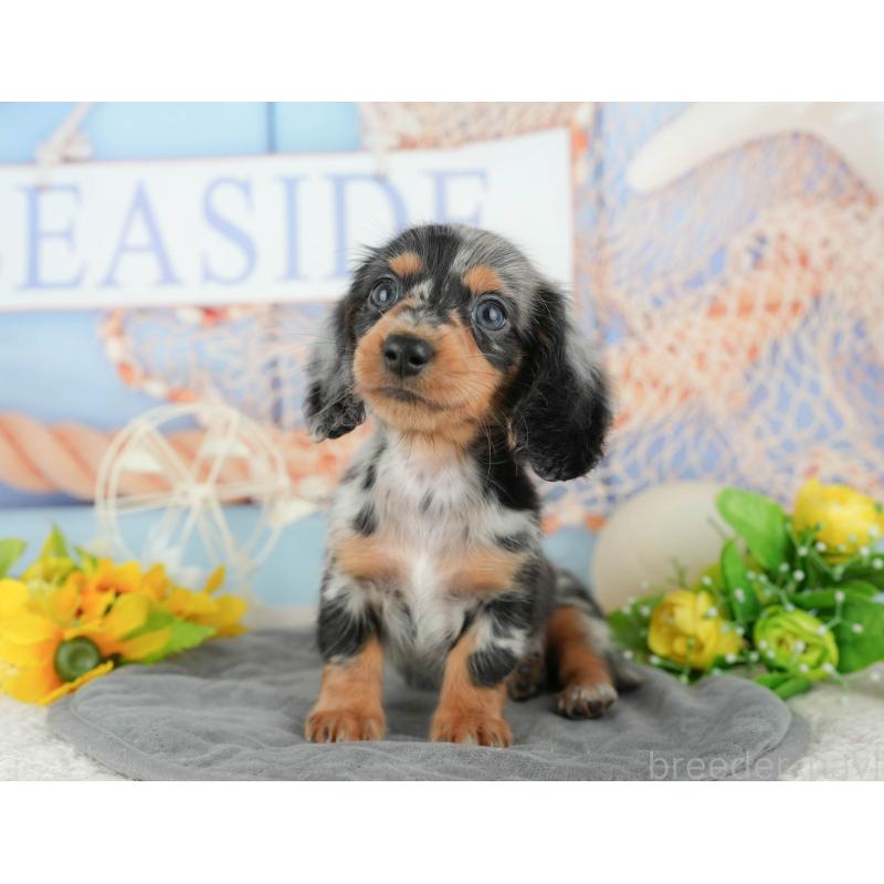 販売中の千葉県のミニチュアダックスフンド(ロングヘアード)-424273の10枚目