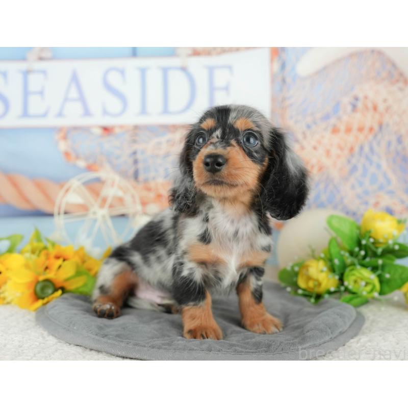 販売中の千葉県のミニチュアダックスフンド(ロングヘアード)-424273の9枚目