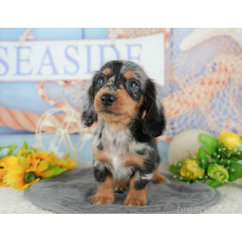 販売中の千葉県のミニチュアダックスフンド(ロングヘアード)-424273の8枚目