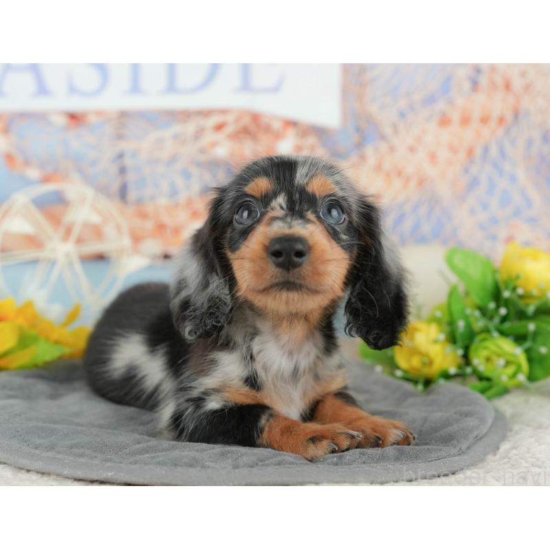 販売中の千葉県のミニチュアダックスフンド(ロングヘアード)-424273の7枚目