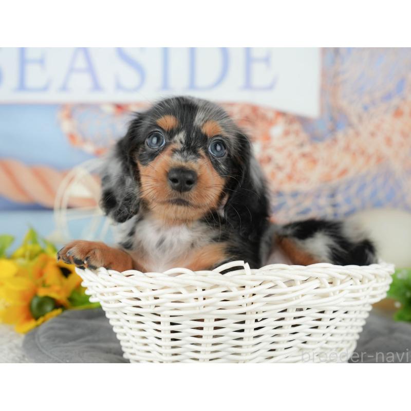 販売中の千葉県のミニチュアダックスフンド(ロングヘアード)-424273の6枚目