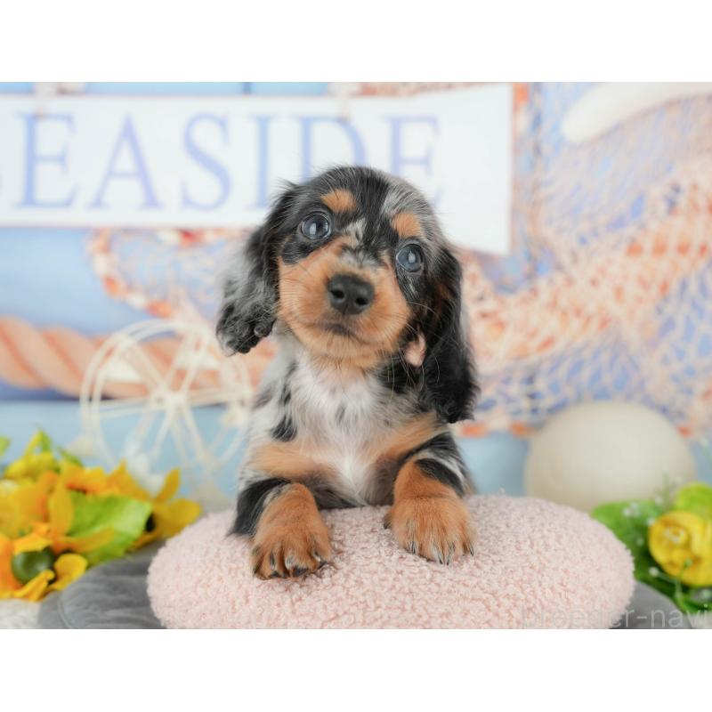 販売中の千葉県のミニチュアダックスフンド(ロングヘアード)-424273の5枚目