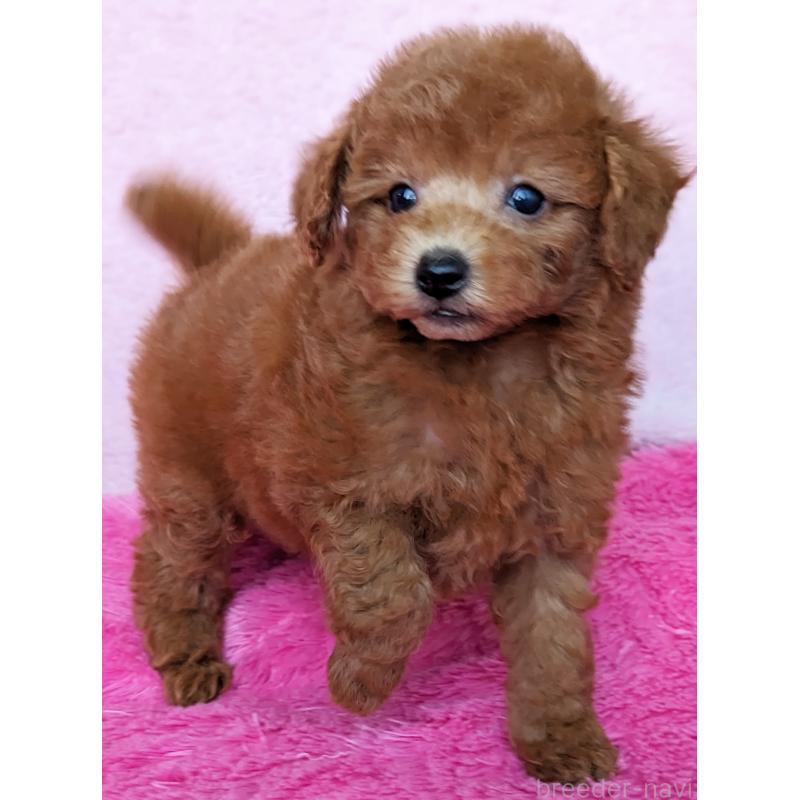 販売中の静岡県のトイプードル-424110の8枚目