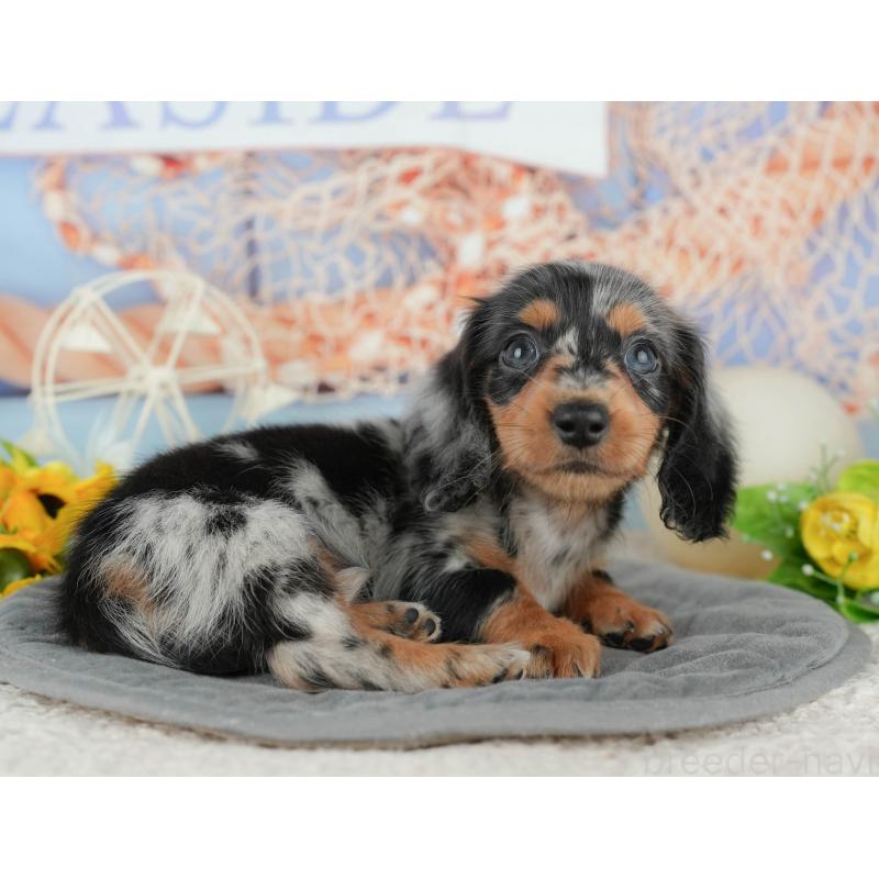 販売中の千葉県のミニチュアダックスフンド(ロングヘアード)-424273の4枚目