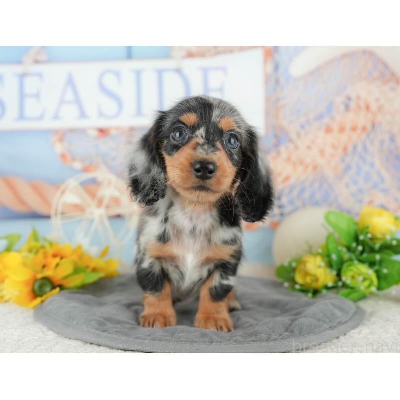 販売中の千葉県のミニチュアダックスフンド(ロングヘアード)-424273の3枚目