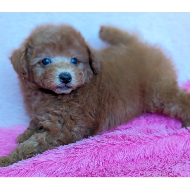 販売中の静岡県のトイプードル-424110の7枚目