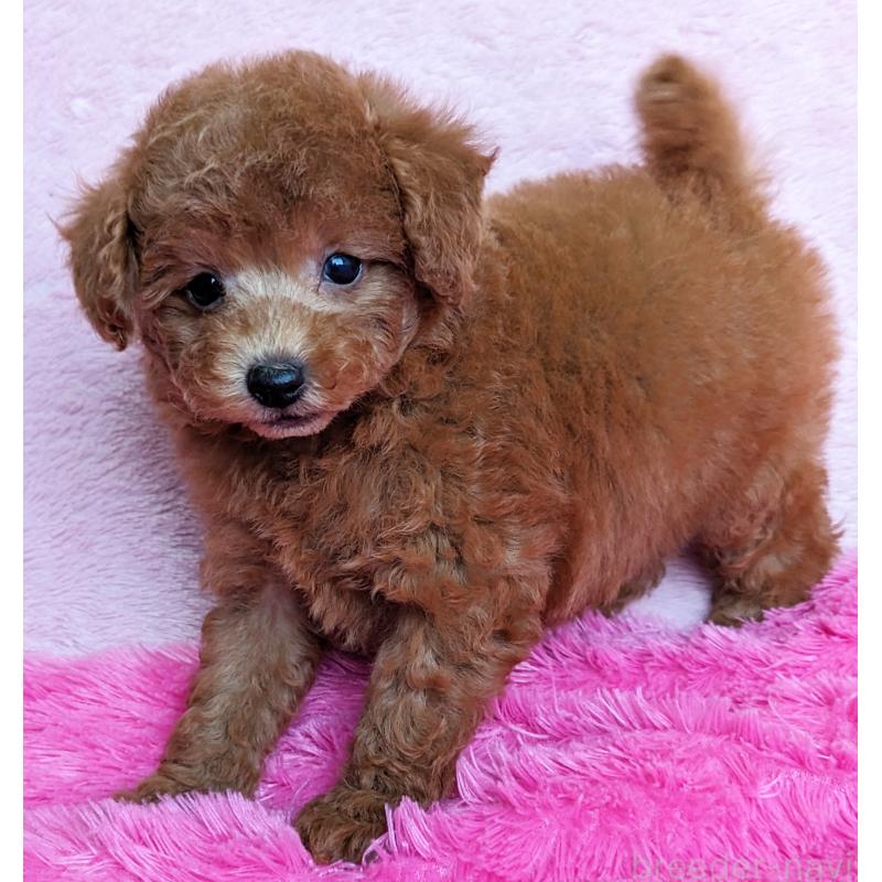 販売中の静岡県のトイプードル-424110の6枚目