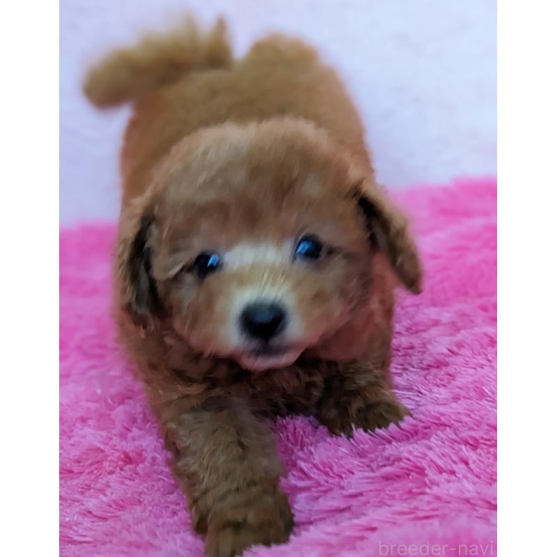 販売中の静岡県のトイプードル-424110の5枚目