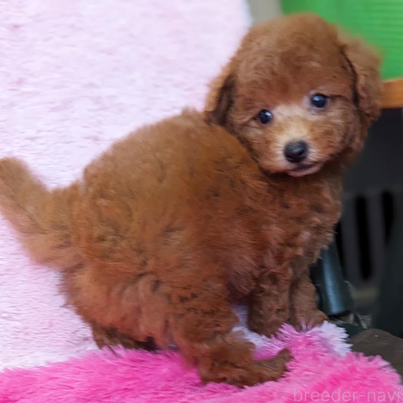 販売中の静岡県のトイプードル-424110の4枚目