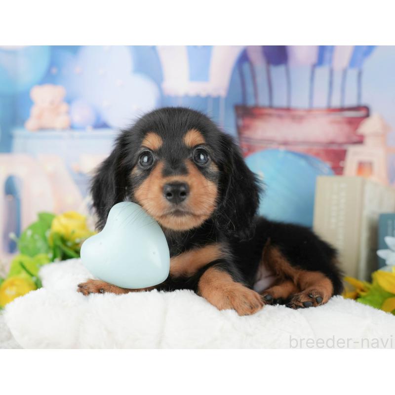 販売中の千葉県のミニチュアダックスフンド(ロングヘアード)-424269