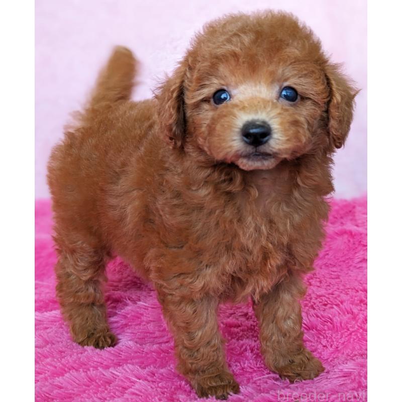 販売中の静岡県のトイプードル-424110の3枚目