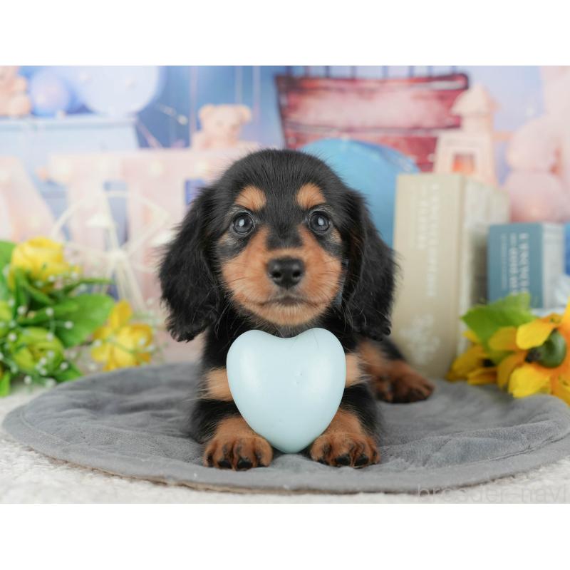 販売中の千葉県のミニチュアダックスフンド(ロングヘアード)-424269の12枚目