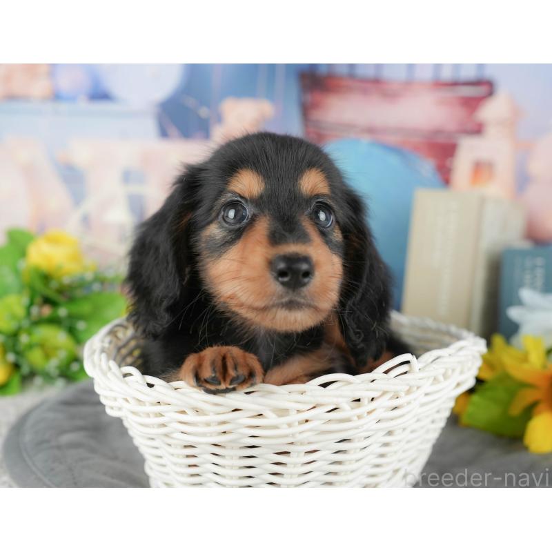 販売中の千葉県のミニチュアダックスフンド(ロングヘアード)-424269の11枚目