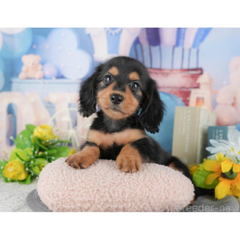 販売中の千葉県のミニチュアダックスフンド(ロングヘアード)-424269の10枚目