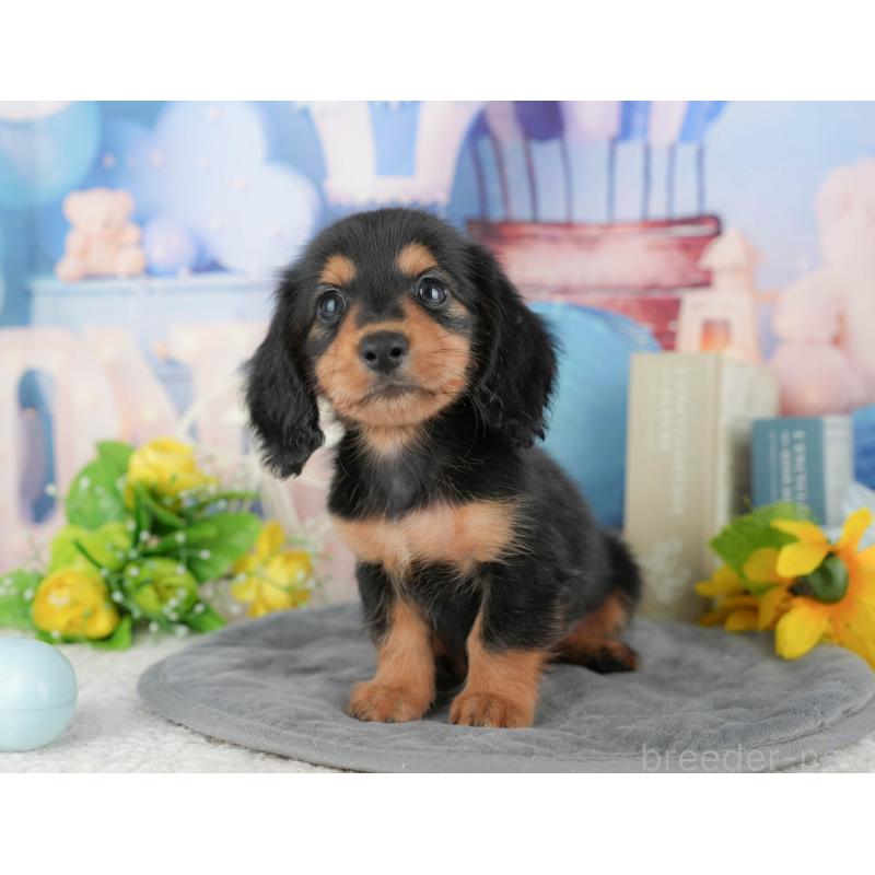 販売中の千葉県のミニチュアダックスフンド(ロングヘアード)-424269の9枚目