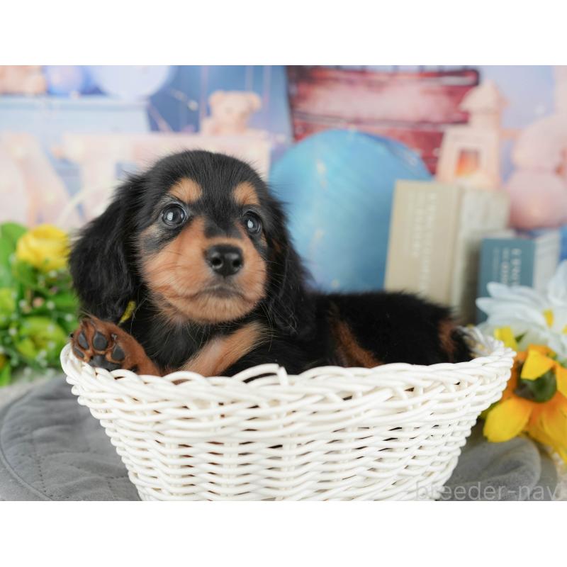 販売中の千葉県のミニチュアダックスフンド(ロングヘアード)-424269の8枚目